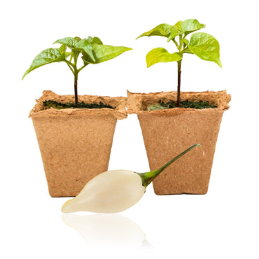 Biquinho White Pepper Plants - The Pepper Pantry (Formerly Marie Sharp's)